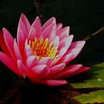 Pink Water Lily Bloom
