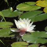 White Water Lily 2