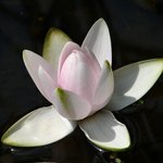 Waterlily