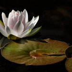 waterlily