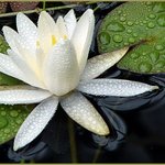 Waterlily