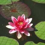 Red Water Lily 2