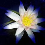 Waterlily blue tips