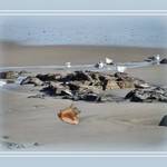 Seashell