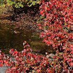 Red Maple