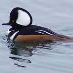 Hooded Merganser