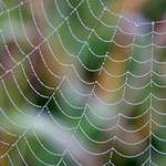 Web