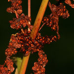 Weed Seeds