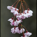 Weeping Cherry