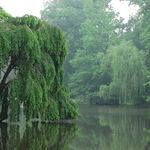 weeping tree