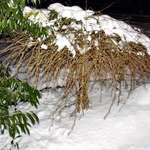 snow topped ornamental tree/weeping pea tree (Caragana arborescens pendula)