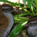 Weka Pairing