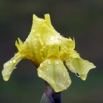 Wet Iris