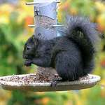 Black Squirrel in November Rain