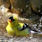 Pure Enjoyment - Goldfinch Bathing