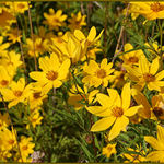 Wetland Sunflowers