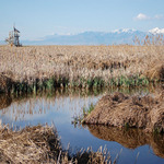 Wetlands and Bird Overlook Tower