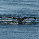 Whale Tail