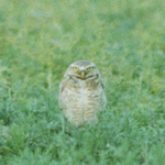 What a hoot!