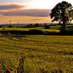 Wheatfields