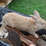 wheel barrow 3