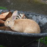 wheel barrow