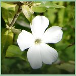 White blossom