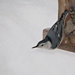 White breasted Nuthatch