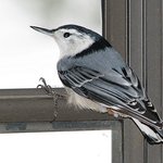 White breasted Nuthatch
