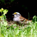 White Breasted Sparrow