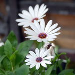 White Cosmos