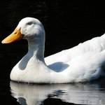 White Duck
