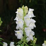White flower