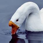 White Goose