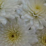 White Mums