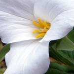 White Trillium