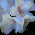 White Rodo