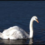 White Swan