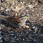 White- Throated Sparrow