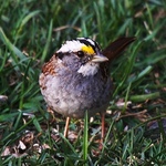 White Throated Sparrow