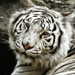 White Tiger