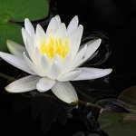 White waterlily
