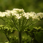 White Wildflower