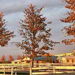 Sunset on White Fences & Stables
