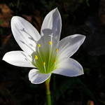 White Lilly