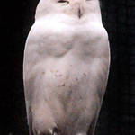 White Owl