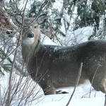 Whitetail close by
