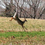 Whitetail Deer Leaping