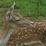 Whitetail Fawn
