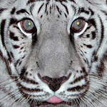 White tiger!